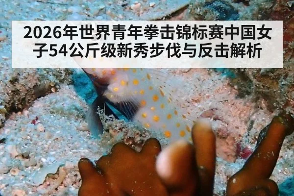 2026年世界青年拳击锦标赛中国女子54公斤级新秀步伐与反击解析
